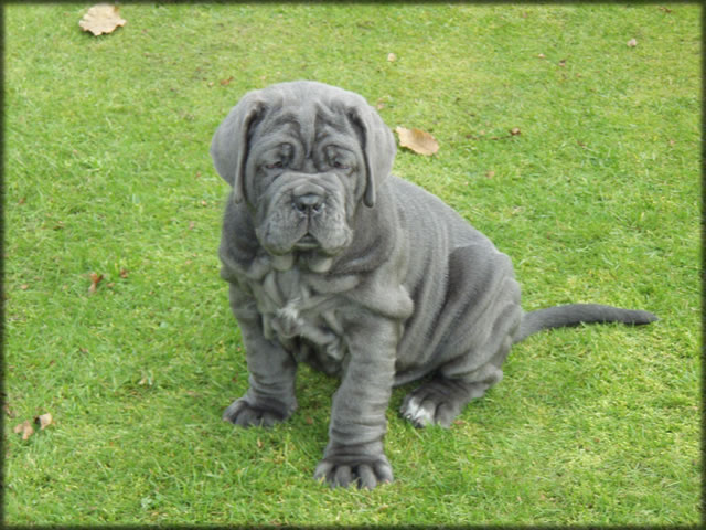 mastino napoletano: Bambi de Azzurra
